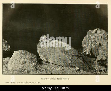 Die EMU Melbourne Royal Australasian Ornithologists Union 1901, Australasia Birds Ornithology Periodicals, Eine Nahaufnahme eines plumpen, bodenbewohnenden Vogels mit einem abgerundeten Körper und einem charakteristisch gemusterten Gefieder. Sein Kopf ist leicht gedreht und zeigt seinen abgerundeten Schnabel und seine ausdrucksstarken Augen. Der Vogel befindet sich in felsigem Gelände, das eine strukturierte Kulisse bietet. Das Bild fängt die natürliche Vermischung des Vogels mit seiner Umgebung ein und hebt seine Anpassungen für Tarnung und Überleben in seinem Lebensraum hervor. Die komplizierten Details der Federn zeigen ein subtiles Spiel aus Licht und Schatten, Stockfoto