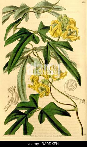 Curtis's Botanical Magazine London, New York Botanical Illustration Botany Periodicals Pictorial Works Plants Ornamental Curtis, Eine botanische Illustration mit einer Kletterpflanze mit leuchtend gelben Blüten, charakteristisch für die Leguminosenfamilie. Die zarten Blütenblätter sind in einer markanten Darstellung angeordnet, ergänzt durch üppig grüne Blätter, die eine unverwechselbare Form mit spitzen Lappen aufweisen. Neben den Blumen zeigen zwei kleinere Abbildungen detaillierte Ansichten bestimmter Merkmale, einschließlich der spiralförmigen Struktur der Pflanze und einer Nahaufnahme eines Blattes. Das Design ist sowohl künstlerisch als auch lehrreich Stockfoto