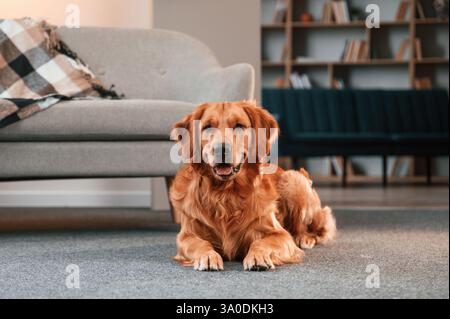Auf dem Boden liegen. Der niedliche Golden Retriever Hund ist drinnen im Wohnzimmer. Stockfoto