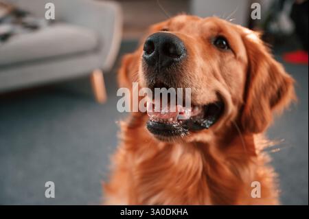 Nahaufnahme Hochformat. Der niedliche Golden Retriever Hund ist drinnen im Wohnzimmer. Stockfoto