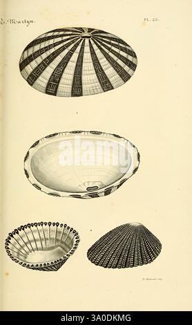 Le Conchyliologiste Universel, ou, Figures des Coquilles Jusqu'à Présent Inconnues Recueillies en Divers Voyages à la Mer du Sud depuis l'Année 1764, Paris, A. Franck, Libraire-Editeur, 1845, Mollusks, Pictorial Works, das Kunstwerk zeigt eine Reihe von detailreich gestalteten Schalenmustern mit einer Vielzahl von Formen und Mustern. Die obere Schale verfügt über eine kuppelartige Struktur mit strahlenden Linien, die ein optisch auffallendes geometrisches Muster erzeugen. Die zweite Schale ist eine flache Schüssel mit glatten Kurven und einer dezenten Textur, die mit einem zarten Rand verziert ist. Die dritte Schale zeigt eine konkave Form mit einem Stockfoto