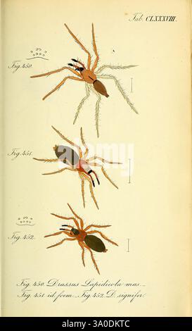 Die Arachniden, Nürnberg, in der C. H. Zeh'schen Buchhandlung, 1831–1848, Arachnida, zeigt die Abbildung drei unterschiedliche Spinnenarten, die jeweils mit einer Figurennummer gekennzeichnet sind. Die erste Spinne, die als Abb. 350 zeigt einen schlanken Körper mit langen Beinen und bemerkenswerten Chelicerae, charakteristisch für die Gattung Drassus. Abb. 351 präsentiert eine Spinne mit einer robusteren Konstruktion, deren Bauch deutlich sichtbar mit auffälligen Farben und Mustern dargestellt ist, die auf eine einzigartige Lebensraumanpassung hinweisen. Das dritte Kreuzstück, Abb. 352 weist eine andere Morphologie auf, die Variationen in der Beinstruktur und der Körperform hervorhebt Stockfoto