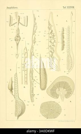 Die Klassen und Ordnungen des Thier-Reichs, Leipzig, C.F. Winter, 1859-1901, Woodshole, diese Abbildung zeigt eine detaillierte Untersuchung der amphibischen Anatomie mit verschiedenen markierten Strukturen. Das Diagramm enthält Elemente wie Skelettkomponenten mit Schwerpunkt auf Wirbelsäule und Gliedmaßen sowie Atmungs- und Verdauungssystem. Bemerkenswerte Merkmale können die Anordnung von Nerven und Muskeln sowie Darstellungen von Fortpflanzungsorganen sein. Jeder Teil ist sorgfältig nummeriert und von Buchstaben begleitet, die spezifische anatomische Details für die Amphibienbiologie angeben Stockfoto