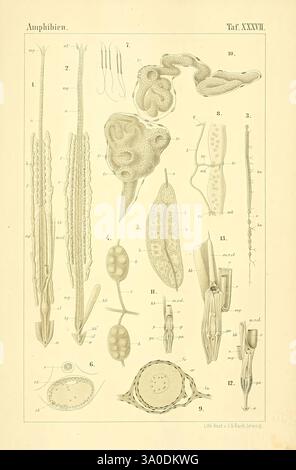 Die Klassen und Ordnungen des Thier-Reichs, Leipzig, C.F. Winter, 1859-1901, Woodshole, diese Abbildung zeigt eine detaillierte Untersuchung verschiedener anatomischer Strukturen von Amphibien. Jeder beschriftete Abschnitt hebt verschiedene Proben hervor und zeigt ihre einzigartigen Formen und Merkmale. Bemerkenswerte Elemente sind verschiedene Arten von Fortpflanzungsorganen, äußere und innere Anatomie und Entwicklungsstadien. Die akribische Detaillierung zeigt die Komplexität und Vielfalt der Amphibienbiologie und bietet Einblicke in ihre physiologischen Anpassungen. Das Arrangement stellt einen systematischen Ansatz zum Verständnis von amp dar Stockfoto