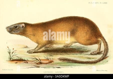 Proceedings of the Zoological Society of London, London, Academic Press Periodicals, Zoology, Eine detaillierte Illustration einer Wiesel-ähnlichen Kreatur, die ihren langgestreckten Körper und ihre schlanke Form zeigt. Das Tier hat ein glattes, glänzendes Fellfell mit einem Farbverlauf, der von sattem Beige oder Bräune auf der Unterseite zu einem tieferen Braun auf der Rückseite übergeht. Sein Kopf zeichnet sich durch eine spitze Schnauze und große, ausdrucksstarke Augen aus, die zu seinem neugierigen Aussehen beitragen. Der lange, schlanke Schwanz sorgt für eine ausgewogene Form, während feine Details der Umgebung, wie zarte Grasnoten oder Stockfoto