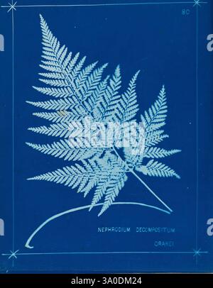 Neuseeland Farne Auckland, Neuseeland, Dobbie, H. B, 1880, Botanik, Botanik-Bildwerke, Farns Neuseeland, Farns Neuseeland Bildwerke, Naturdrucke Neuseeland, Neuseeland, seltene Bücher des 19. Jahrhunderts, Auckland war Memorial Museum Tāmaki Paenga Hira, Eine auffällige Darstellung eines Farns, die seine zierlichen, komplizierten Wedel zeigt. Das Blatt wird gut sichtbar dargestellt, mit feinen Details, die die natürliche Symmetrie und Textur des Blattes erfassen. Unter dem Farn ist der wissenschaftliche Name „Nephrodium decompositum“ eingeprägt, zusammen mit einem zusätzlichen Etikett, auf dem „Orakei“ steht. Der reiche Hintergrund Stockfoto