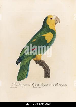 Histoire naturelle des perroquets, A Paris, chez Levrault, an IX (1801)-an XIII (1805), Amazon, Barbados, Amazon, Barbados. ein wunderschön illustrierter Papagei, der auf einem Zweig thront und eine beeindruckende Mischung aus lebendigen Farben zeigt. Der Papagei hat einen überwiegend grünen Körper mit hellgelben Akzenten an Kopf und Hals sowie roten Markierungen unter dem Flügel. Diese detaillierte Darstellung betont die komplizierten Texturen der Federn und die ausdrucksstarken Augen des Papageiens und bietet einen Einblick in die natürliche Schönheit dieser Vogelart. Der umgebende Hintergrund bleibt subtil Stockfoto