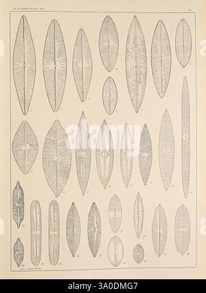 Atlas der Diatomaceen-Kunde, Leipzig, O.R. Reisland, 1874-19, Atlanten, Bacillariophyceae, Eine Sammlung detaillierter Illustrationen, die verschiedene Arten von Kieselalgen zeigen, die sich durch ihre charakteristischen länglichen und ovalen Formen auszeichnen. Jede Kieselalge ist mit komplizierten Mustern und Markierungen versehen, die die Vielfalt innerhalb dieser Gruppe von Mikroalgen hervorheben. Die Abbildungen sind nummeriert, wobei der Schwerpunkt auf ihren einzigartigen Strukturmerkmalen liegt. Das Layout betont die Unterschiede in Größe und Design und macht es zu einer wertvollen Ressource für die Erforschung dieser faszinierenden Mikroorganismen und ihrer ökologischen Eigenschaften Stockfoto