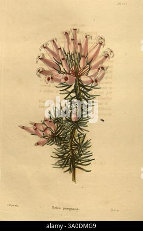 Das botanische Kabinett London John Arthur Arch 1817–1833, Eine botanische Illustration, die die blühende Pflanze Ericia perssiana darstellt. Die Illustration zeigt zarte, rosafarbene Blüten, die in einem Cluster an der Spitze des Stängels angeordnet sind und von schlanken, nadelförmigen grünen Blättern umgeben sind. Die komplizierten Details betonen die einzigartige Form und die zarten Merkmale der Blüten, während die Komposition die natürliche Schönheit dieser Art betont, zusammen mit einer eleganten Präsentation mit botanischen Anmerkungen und einem subtilen Hintergrund. Stockfoto