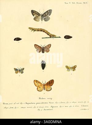 Die Schmetterlinge in Abbildungen nach der Natur Leipzig, T.O. Weigel, 1829-1839, Schmetterlinge, Europa, Schmetterlinge, die Abbildung zeigt eine Vielzahl detaillierter Insektenexemplare, in denen verschiedene Arten von Schmetterlingen und Falter, sowie eine raupe und ein Käfer sichtbar sind. Das Layout präsentiert diese Kreaturen in einer symmetrischen Anordnung und hebt ihre einzigartigen Formen und Muster hervor. Jedes Insekt wird mit akribischer Liebe zum Detail dargestellt und zeigt die Vielfalt der Farben, Flügelformen und Texturen. Die wissenschaftlichen Bezeichnungen der Art werden angegeben, Enhancin Stockfoto