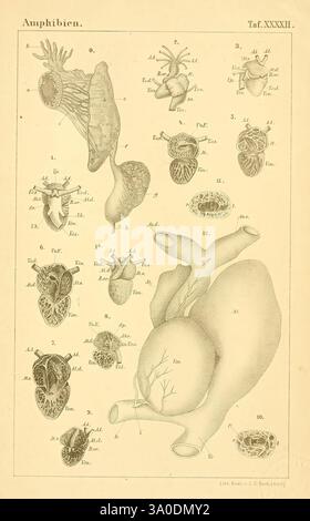 Die Klassen und Ordnungen des Thier-Reichs, Leipzig, C.F. Winter, 1859-1901, Woodshole, diese Abbildung zeigt eine detaillierte anatomische Untersuchung von Amphibienherzen und Kreislaufsystemen mit verschiedenen beschrifteten Diagrammen. Das Layout umfasst mehrere Exemplare, die unterschiedliche Herzstrukturen zeigen, was die Komplexität und Vielfalt der Amphibienarten veranschaulicht. Wichtige Komponenten wie Vorhöfe, Ventrikel und zugehörige Blutgefäße werden zusammen mit numerischen Bezeichnungen dargestellt, die einem beschreibenden Schlüssel entsprechen. Diese pädagogische Darstellung zeigt die evolutionären Anpassungen von Amphibien r Stockfoto