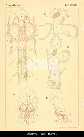 Die Klassen und Ordnungen des Thier-Reichs, Leipzig, C.F. Winter, 1859-1901, Woodshole, diese Abbildung zeigt anatomische Strukturen im Zusammenhang mit Amphibien und zeigt detaillierte Diagramme verschiedener Systeme im Körper. Der obere Abschnitt enthält beschriftete Abbildungen des Kreislaufsystems und der Atemwege, die wichtige Komponenten wie Herz und Lunge hervorheben. Im unteren Abschnitt werden die Harnwege und die Fortpflanzungssysteme vorgestellt, wobei deren Zusammenhänge und Funktionen dargestellt werden. Jede beschriftete Abbildung enthält spezifische Referenzen zu anatomischen Merkmalen, die die Komplexität von Amphibien veranschaulichen Stockfoto