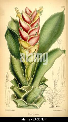 Curtis's Botanical Magazine, London, New York, Botanical Illustration, Botanical Zeitschriften, Bildwerke, Pflanzen Ornamental, Curtis, Eine lebendige botanische Illustration mit einer atemberaubenden Helikonia-Pflanze, die ihre auffälligen roten und gelben Blütenstände, umgeben von großen, üppig grünen Blättern, zeigt. Das Design unterstreicht die einzigartige Struktur der Pflanze mit langen Deckblättern, die die farbenfrohen Blüten umhüllen und eine tropische Ästhetik schaffen. Neben der Hauptpflanze gibt es detaillierte Skizzen anderer Pflanzenteile, einschließlich floraler Strukturen, die den pädagogischen Aspekt der Illustration verstärken Stockfoto