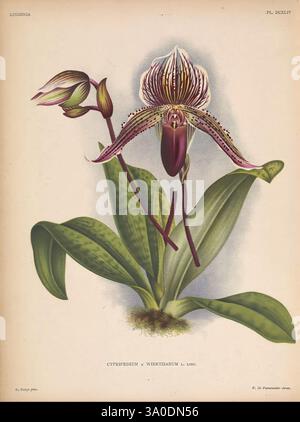 Lindenia Gand [Belgien], Impr. F. Meyer-van Loo, 1885-1906. Klassifizierung, Reiseführer, Identifizierung, Nomenklatur, populäre Nomenklatur, Orchidaceae, Orchideen, Bildwerke, Terminologie, Blumen, Stämme, Blätter, Eine wunderschön detaillierte Abbildung einer Cypripedium-Orchidee, insbesondere der Sorte „Wrechtianum“. Die Blume weist einzigartige Merkmale auf, darunter eine auffallend gemusterte Lippe und zarte Blütenblätter mit violetten und weißen Tönen. Die Orchidee wird neben üppig grünen Blättern dargestellt und zeigt ihre natürliche Schönheit und die komplizierten Details ihrer Struktur. Dieses Kunstwerk ist hochgradig Stockfoto
