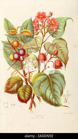 Illustrationen der natürlichen Ordnungen von Pflanzen mit Gruppen und Beschreibungen v.1 London, Sampson Low, Son und Marston, 1868 Botanik, Bildwerke, Urbana, Champaign, Frauen in Wissenschaft, Elizabeth Twining, Blumen, Elizabeth Twining, Elizabeth Twining, diese Illustration zeigt eine lebendige botanische Komposition mit einem Blattzweig, der mit bunten Früchten und Blumen geschmückt ist. Die großen, strukturierten Blätter der Pflanze sind ein sattes Grün und bieten eine üppige Kulisse für die kontrastreichen hellen Farbtöne der Früchte, darunter runde Beeren in Blau-, Rot- und Orangentönen. Zarte rosa Blüten Stockfoto