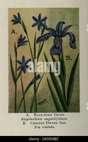 Wildblumen östlich der Rockies, New York, 1910, USA, Wildblumen, das Bild zeigt zwei unterschiedliche botanische Illustrationen. Auf der linken Seite, gekennzeichnet als A, ist das blauäugige Gras, wissenschaftlich bekannt als Sisyrinchium angustifolium, gekennzeichnet durch schlanke grüne Stiele und zarte blaue Blüten mit spitzen Blütenblättern. Auf der rechten Seite, gekennzeichnet als B, befindet sich die zerklüftete Zwergblume, oder Iris cristata, die ihre satten violetten Blüten, ergänzt durch komplizierte Details und eine zerklüftete Struktur zeigt. Beide Pflanzen werden mit Aufmerksamkeit auf ihre natürlichen Farben und Formen dargestellt, vor einem weich gemischten Hintergrund Stockfoto