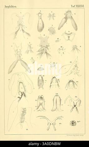 Die Klassen und Ordnungen des Thier-Reichs, Leipzig, C.F. Winter, 1859-1901, Woodshole, eine detaillierte Illustration mit verschiedenen Amphibienexemplaren, die ihre anatomischen Strukturen und Eigenschaften zeigen. Die nummerierten Abbildungen zeigen verschiedene Ansichten und Komponenten, wie Skelettmerkmale, Fortpflanzungsorgane und einzigartige Anpassungen jeder Spezies. Die Zusammensetzung hebt die Vielfalt der Amphibien hervor und bietet lehrreiche Einblicke in ihre Biologie und Morphologie, mit Etiketten, die möglicherweise auf bestimmte Teile oder Variationen hinweisen. Diese Arbeit dient als wichtige Ressource für Stockfoto