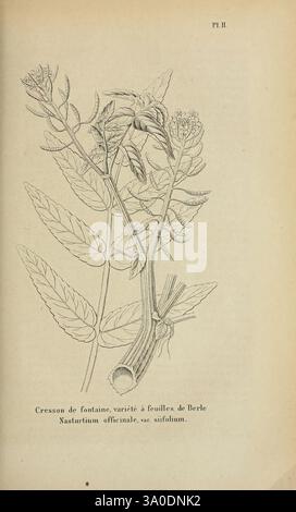 Belgique horticole Liége Botanik Gartenzeitschriften Pflanzen, Eine botanische Illustration der Brunnenkresse Pflanze, die ihre komplizierte Blattstruktur und ihre zarten Blütenknospen zeigt. Die Komposition unterstreicht die charakteristische Form der Blätter, die sich durch ihre gezackten Kanten und ihre unterschiedlichen Größen auszeichnet, neben dem aus der Basis hervortretenden Stiel. Das Detail in der Darstellung unterstreicht die natürliche Schönheit der Pflanze, genannt 'Nasturtium officinale, var. Sufolium.“ Diese Abbildung dient als Referenz für die Identifizierung und Untersuchung im Bereich der Botanik. Stockfoto