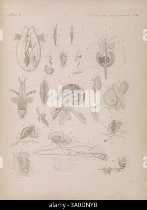 Icones zootomicae, Leipzig, W. Engelmann, 1857, Atlanten, Anatomie, vergleichend, Eine detaillierte Illustration, die verschiedene Stadien der Embryonalentwicklung in Meeresorganismen zeigt, mit komplexen Darstellungen der Larvenformen verschiedener Arten. Das Bildmaterial hebt anatomische Strukturen hervor, darunter verschiedene Organsysteme, reproduktive Teile und andere wichtige Merkmale. Jede Probe ist nummeriert und systematisch angeordnet, um vergleichende Untersuchungen zu ermöglichen. Dieses Lehrstück dient als Ressource zum Verständnis der komplexen Prozesse des Wachstums und der Differenzierung in Wasserlebewesen. Die Verwendung von delikat Stockfoto