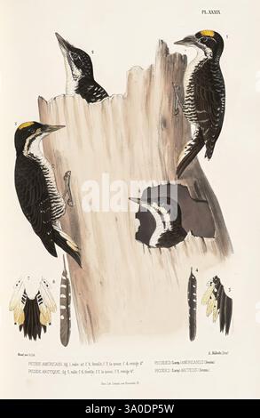 Monographie des picidées, ou Histoire naturelle des picidés, picumninés, yuncinés ou Torcols, Metz, Typ. De J. Verronnais, 1861-62, Vögel, Piziden, Bildwerke, Picoides tridactylus, Picoides dorsalis, Picoides arcticus, alpinus arcticus, Picoides americanus, Picoides dorsalis zeigt die Abbildung zwei verschiedene Spechte, die auf einem verwitterten Baumstamm thront und ihre komplizierten Federmuster und Markierungen zeigt. Ein Specht ist links sichtbar positioniert und weist ein kräftiges schwarz-weißes Gefieder mit einer leuchtend gelben Krone auf. Der zweite Specht, kleiner und scharf Stockfoto