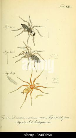 Die Arachniden, Nürnberg, in der C. H. Zeh'schen Buchhandlung, 1831–1848, Arachnida, zeigt die Abbildung mehrere detaillierte Darstellungen von Arachniden, insbesondere verschiedener Spinnenarten. Im oberen Bereich befinden sich zwei Spider mit der Aufschrift „Abb. 851" und „Abb. 852,' und ihre besonderen physikalischen Eigenschaften, einschließlich Körperform und Beinstruktur, hervorheben. Darunter finden Sie „Abb. 859' präsentiert eine weitere Spinne mit bemerkenswerten Merkmalen. Zu den Spinnen gehören kleine, aufwendig gezeichnete Figuren, die möglicherweise ihre Eisäcke oder zusätzliche anatomische Details darstellen. Die Gesamtpräsentati Stockfoto