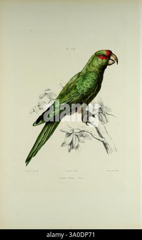 Iconographie des perroquets, Paris, P. Bertrand, 1857, Bird, Vögel, Papageien, Papageien, Bildwerke, beliebte Werke, Gehrungssittich, psittacara mitratus, die Abbildung zeigt einen leuchtend grünen Papagei, der auf einem schmalen Zweig mit zarten Blättern thront. Der Vogel hat eine auffällige rote Stirn, die sich von seinen üppigen Federn abhebt. Sein Schnabel ist ausgeprägt und leicht gewölbt, was seine natürlichen Eigenschaften widerspiegelt. Die Gesamtkomposition hebt die komplizierten Details des Papageiens hervor, wie die subtilen Texturen seines Gefieders und die anmutige Anordnung des Laubs, die die Schönheit betonen Stockfoto