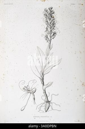 Tentamen florae Abyssinicae, Parisiis, Arthus Bertrand, 1847-1851, diese Abbildung zeigt eine detaillierte Darstellung der *Habenaria cortusoides*, einer Orchideenart. Die Pflanze ist mit ihrem langgezogenen Stamm dargestellt, der mit zarten Blütensträngen verziert ist, die eine besondere Struktur aufweisen. Das Laub besteht aus breiten, länglichen Blättern, die entlang des Stängels angeordnet sind. An der Basis sind komplizierte Details des Wurzelsystems zu sehen, die die Verbindung des Organs zur Erde hervorheben. Die Zeichnung fängt die Komplexität der Form der Blume ein und zeigt ihre einzigartigen Blütenblätter und Fortpflanzungsstrukturen, e Stockfoto