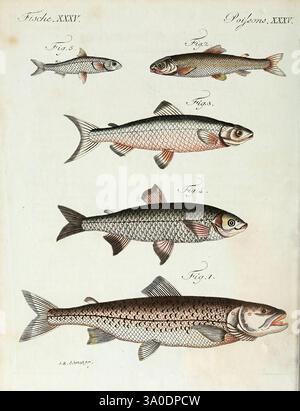 Porte-feuille structif et amusant pour la jeunesse, à Vienne, Chez Antoine Pichler, 1807, Jugendwerke, Naturgeschichte, Woods Hole, diese Illustration zeigt eine Reihe von Fischen, die alle mit akribischen Details dargestellt werden. Die Anordnung zeigt fünf verschiedene Typen, nummeriert und beschriftet als Referenz. Der kleinste Fisch wird oben positioniert und nimmt allmählich nach unten zu. Jede Probe wird unter Berücksichtigung der anatomischen Merkmale und Texturen ihrer Skalen gerendert. Die Fische variieren in Form und Färbung, was die Vielfalt im Wasserbereich verdeutlicht. Die Etiketten zeigen ihre Klasse an Stockfoto