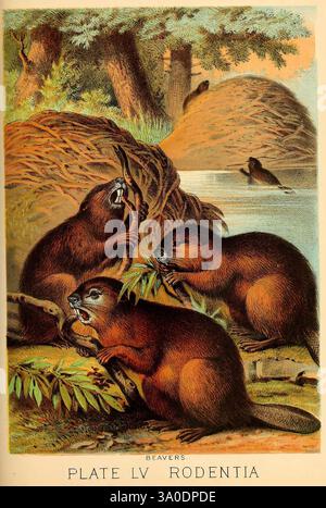 Johnsons Haushaltsbuch der Natur, New York, H. J. Johnson, 1880, Säugetiere, biber, Castor canadensis, amerikanischer Biber, drei Biber werden in einer natürlichen Umgebung dargestellt, die mit ihrer Umgebung beschäftigt sind. Ein Biber nagt an einem Ast, während sich ein anderer in der Nähe befindet und sich scheinbar auf die anstehende Aufgabe konzentriert. Der dritte Biber sitzt am Rand eines Wasserkörpers und beobachtet die Szene. Im Hintergrund befinden sich mehrere große, aufwändig gebaute Biberhütten aus Zweigen und Zweigen, eingebettet in üppiges Grün. Die Umwelt ist lebendig und unterstreicht die fleißige nat der Biber Stockfoto