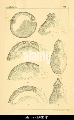 Die Klassen und Ordnungen des Thier-Reichs, Leipzig, C.F. Winter, 1859-1901, Woodshole, diese Abbildung zeigt eine detaillierte Untersuchung der amphibischen Anatomie mit verschiedenen Stadien der Embryonalentwicklung. Der obere Abschnitt zeigt abgerundete Formen, die möglicherweise auf Embryonen im Frühstadium hindeuten, und hebt deren kugelförmige Formen mit deutlichen Markierungen hervor. Die Bilder werden weiter unten zu definierteren Strukturen weitergeleitet, in denen Merkmale wie Gliedmaßen, Augen und Mund zu erkennen sind. Jedes Segment ist sorgfältig mit numerischen Indikatoren gekennzeichnet, die eine wissenschaftliche Referenz für jede Entwicklungsphase liefern. Die V Stockfoto