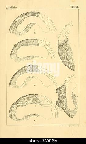 Die Klassen und Ordnungen des Thier-Reichs, Leipzig, C.F. Winter, 1859-1901, Woodshole, die Abbildung zeigt verschiedene Stadien und Abschnitte der amphibischen Anatomie und zeigt detaillierte Querschnitte ihrer anatomischen Strukturen. Jedes beschriftete Diagramm zeigt die komplizierten Muster und Texturen von Gewebeschichten auf und bietet einen Einblick in die Morphologie von Amphibienarten. Die Darstellungen betonen die Krümmung und Schichten der Epithelgewebe und unterstreichen die Komplexität ihrer biologischen Konstruktion. Die akribische Linienarbeit zeigt die Präzision wissenschaftlicher Illustrationen und Stockfoto