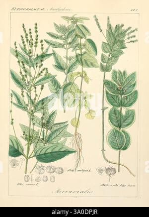 Icones florae Germanicae et Helveticae, Simul Pedemontanae, Tirolensis, Istriacae, Dalmaticae, Austriacae, Hungaricae, Transylvanicae, Moravicae, Borussicae, Holsaticae, Belgicae, Hollandicae, ergo Mediae Europae. Lipsiae, F. Hofmeister, 1834-1912. [v. 1, 1850], Europa, Bildwerke, Pflanzen, eine Illustration mit einer Vielzahl von Pflanzen, die unter „Mercurialis“ kategorisiert sind. Das Arrangement zeigt mehrere Arten mit unterschiedlichen Blättern, Stämmen und Wurzeln. Die Pflanzen weisen eine Reihe von Blattformen und -Arrangements auf, einige mit langen, spitzen Blättern und andere mit breiterem, abgerundetem Laub. Stockfoto