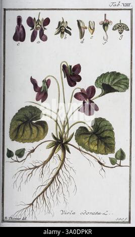 Icones Plantarum Medicinalium Nürnberg auf Kosten der Raspischen Buchhandlung 1779-1790 botanisches medizinisches Bildwerk, die Illustration zeigt die Pflanze Viola odorata, allgemein bekannt als süßes Violett. Sie zeigt die einzigartige Struktur der Pflanze, einschließlich ihrer üppig grünen Blätter und zarten violetten Blüten. Oberhalb der Hauptabbildung zeigt eine Reihe kleinerer Darstellungen verschiedene botanische Aspekte des süßen Veilchens, einschließlich Blumen, Blätter und Fortpflanzungsteile. Die Wurzeln sind ebenfalls sichtbar, was die Grundstruktur der Anlage veranschaulicht. Diese detaillierte Darstellung betont sowohl die Stockfoto