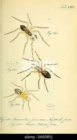 Die Arachniden, Nürnberg, in der C. H. Zeh'schen Buchhandlung, 1831-1848 Arthropoda, Arachnida, Arthropoden, die Abbildung zeigt drei unterschiedliche Spinnenarten, die jeweils mit einer Zahl gekennzeichnet sind. Die obere Spinne ist mit langen Beinen und markanten Markierungen auf ihrem Körper dargestellt, die ein lebendiges Farbmuster zeigen. Das mittlere Kreuzstück zeigt ein subtileres Farbschema mit komplizierten Details, die seine einzigartigen Merkmale unterstreichen. Das untere Kreuzstück scheint einen robusteren Körper zu haben und eindeutige Markierungen zu haben, die eine klare Identifizierung ermöglichen. Jede Darstellung zeigt akribische ATT Stockfoto