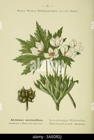 Alpen-Flora, Heidelberg, C. Winter, 1906, alps, Bergpflanzen, Bildwerke, Anemone Narcissiflora, diese Illustration zeigt die Anemone Narzissiflora, allgemein bekannt als die Narzisse-blühende Anemone. Die Pflanze hat auffällige, zarte weiße Blüten mit einem Hauch von Gelb in der Mitte, umgeben von üppig grünem Laub. Die Blätter sind breit und gelappt, die von der Basis der Pflanze ausgehen und einen eleganten Kontrast zu den Blütenblüten bilden. Unter den Blüten ist eine Gruppe von Samenköpfen sichtbar, die das Fortpflanzungsstadium der Pflanze darstellen. Botanische Details und Beschriftungen empha Stockfoto