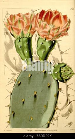 Curtis's Botanical Magazine, London, New York, botanische Illustration, Botanik, Zeitschriften, Bildwerke, Zierpflanzen, Curtis, Brasilien, Kakteen, Kakteen, Pflanze, Eine detaillierte Darstellung eines Kaktusses, der sich durch seine dicken, grünen Plättchen mit kleinen, weißen Stacheln auszeichnet. Auf der Spitze erstrahlen leuchtende, korallenfarbene Blüten mit ihren mehrschichtigen Blütenblättern, die nach außen strahlen. Neben den größeren Blüten befindet sich eine kleinere Knospe, die auf das Potenzial neuer Blüten hindeutet. Der Hintergrund enthält subtile Texturen und Linien, die auf die natürliche Umgebung hinweisen und das organische Gefühl dieses B verstärken Stockfoto