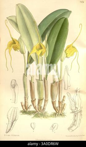 Curtis Botanical Magazine London, New York Botanical Illustration Botanical Zeitschriften Bildwerke Pflanzen Zierpflanzen Matilda Smith New Granada Masdevallia corniculata Frauen in der Wissenschaft Matilda Smith zeigt die Illustration eine detaillierte Untersuchung einer Orchideenart, die ihre einzigartige Struktur und botanische Eigenschaften zeigt. In der Mitte sind die langen, schlanken Blätter, die anmutig nach oben gewölbt sind. Auf diesen Blättern zeigen auffällige gelbe Blüten mit langen, blattförmigen Strukturen komplizierte Formen, die ein Gefühl von Eleganz hervorrufen. Um die Blüten herum erheben sich die dicken Stängel Stockfoto