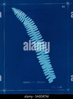 Neuseeland Farne Auckland, Neuseeland, Dobbie, H. B, 1880, Botanik, Botanik-Bildwerke, Farne, Neuseeland, Farne neuseeländische Bildwerke, Naturdrucke Neuseeland, Neuseeland, seltene Bücher des 19. Jahrhunderts, Auckland war Memorial Museum Tāmaki Paenga Hira, Eine delikate Darstellung des Nephrolepis cordifolia Farns mit seinen langgestreckten Wedeln und komplizierten Faltblättern. Die Komposition unterstreicht die elegante, federleichte Textur der Blätter, die durch den starken Hintergrund betont wird. Unterhalb des Farns ist das Exemplar mit seiner wissenschaftlichen Klassifizierung gekennzeichnet, was seinem botanica Kontext verleiht Stockfoto