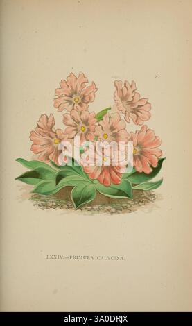 Die Flora der Alpen, London, J. C. Nimmo, 1896-1900, Alps, Blumen, Bergpflanzen, Pflanzen, die Schweiz, Eine Ansammlung zarter, zartrosa Blüten, bekannt als Primula calycina, steht anmutig auf einer üppig grünen Basis von Blättern. Die Blüten mit Rüschenrändern und subtilen Farbvariationen sorgen für eine zauberhafte Darstellung. Das Gesamtkonzept strahlt ein Gefühl von Harmonie und Eleganz aus und lenkt die Aufmerksamkeit auf die komplizierten Details der Blütenblätter und das lebendige Grün, das sie unterstützt. Diese Komposition unterstreicht die natürliche Schönheit und den Charme dieser blühenden Pflanze und lädt mich zu Bewunderung ein Stockfoto