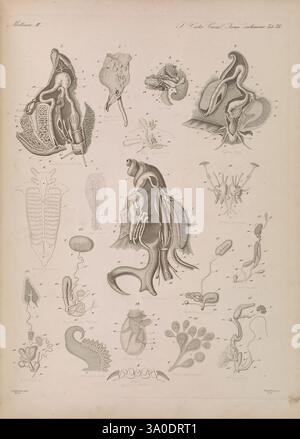 Icones zootomicae, Leipzig, W. Engelmann, 1857, Atlanten, Anatomie, vergleichend, zeigt die Abbildung eine Reihe akribisch detaillierter anatomischer Diagramme, die verschiedene anatomische Strukturen und Formen hervorheben. Jeder Abschnitt ist mit Zahlen versehen, die dem beschreibenden Text entsprechen und den wissenschaftlichen Kontext darstellen. Es werden aufwendig gezeichnete Darstellungen der reproduktiven und anatomischen Merkmale verschiedener Organismen gezeigt, einschließlich Strategien zur Reproduktion und spezieller morphologischer Anpassungen. Die Komposition ist in einem Rasterlayout angeordnet, das eine Vielzahl von Proben zeigt, aus Stockfoto