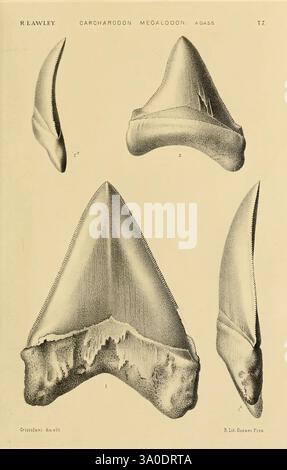 Studi comparativi sui pesci fossili coi viventi dei generi Carcharodon, Oxyrhina e Galeocerdo, Pisa, T. Nistri, 1881. Hai, Carcharodon, Galeocerdo, fossile Fische, fossile Haie, Fossil Stories, die Ausstellung zeigt eine Reihe von detailgetreuen Abbildungen von Haizähnen, die verschiedene Größen und Formen der Gattung Carcharodon und der Art Carcharodon megalodon zeigen. Jeder Zahn wird präzise gerendert und hebt charakteristische Eigenschaften wie gezackte Kanten und robuste Strukturen hervor. Die Anordnung ermöglicht eine vergleichende Untersuchung, die den Unterschied veranschaulicht Stockfoto
