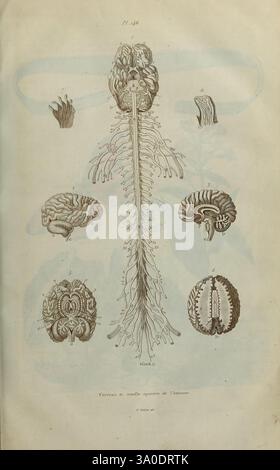 Dictionnaire, pittoresque, d'histoire, naturelle, et, des, phénomènes, de, la, Nature, Paris, 1833-[1840]., diese Abbildung zeigt eine detaillierte anatomische Darstellung des menschlichen Nervensystems. Der zentrale Fokus liegt auf dem Gehirn, das oben mit beschrifteten Teilen dargestellt wird, die die verschiedenen Regionen darstellen. Unterhalb des Gehirns befindet sich eine Darstellung des Rückenmarks, das sich nach unten erstreckt und auszweigt, um die Nervenwurzeln zu veranschaulichen. Um die zentralen Figuren herum befinden sich weitere detaillierte Ansichten des Gehirns und der Nervenstrukturen, die jeweils zur Identifizierung ihrer jeweiligen Komponenten gekennzeichnet sind. Die Gesamtheit Stockfoto