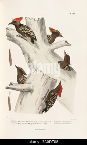 Monographie des picidées, ou Histoire naturelle des picidés, picumninés, yuncinés ou Torcols, Metz, Typ. De J. Verronnais, 1861-62, Vögel, Picidae, Bildwerke, eine detaillierte Illustration mit mehreren Arten von Spechten, eingebettet zwischen knorrigen Ästen eines Baumes. Jeder Vogel zeigt ein unverwechselbares Gefieder mit komplizierten Mustern und kräftigen Texturen und Farben. Das Kunstwerk kennzeichnet die Arten und hebt ihre einzigartigen Eigenschaften und ihren Lebensraum hervor. Die Szene fängt einen Moment der Ruhe in der Natur ein und betont die Schönheit und Vielfalt des Vogellebens in ihrer natürlichen Umgebung. Stockfoto