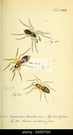 Die Arachniden Nürnberg in der C. H. Zeh'schen Buchhandlung 1831-1848 Arachnida zeigt die Abbildung drei detaillierte Darstellungen von Arachniden, insbesondere eine Reihe von Spinnen, die durch ihre einzigartigen Eigenschaften identifiziert werden. Jede Spinne ist mit einer Zahl gekennzeichnet, die eine wissenschaftliche Referenz darstellt. Die Spitzenspinne zeigt einen schlanken Körper mit auffälligen Markierungen, während die mittlere Spinne durch eine überwiegend dunkle Färbung mit helleren Mustern gekennzeichnet ist. Die untere Spinne zeigt ein markantes Farbmuster, das Braun- und Beigetönen kombiniert und ihre einzigartige Featur unterstreicht Stockfoto