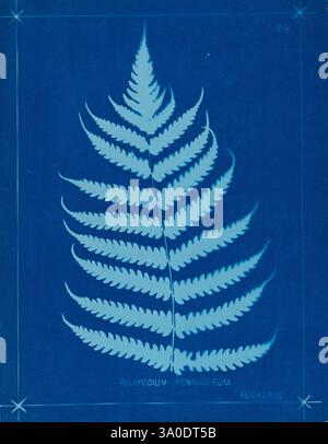 Neuseeland Farne Auckland, Neuseeland, Dobbie, H. B, 1880, Botanik, Botanik, malerische Werke, Farne, Neuseeland, Farne neuseeländische Bildwerke, Naturdrucke Neuseeland, Neuseeland, seltene Bücher des 19. Jahrhunderts, Auckland war Memorial Museum Tāmaki Paenga Hira, Ein leuchtend blauer Hintergrund unterstreicht die zarte und komplizierte Struktur eines Farnblattes, das als *Polypodium penni-cifera* bezeichnet wird. Der Farn weist eine anmutige Anordnung von Wedeln auf, die seine feine, spitzenförmige Textur zum Ausdruck bringen. Die botanische Illustration ist elegant gerahmt und mit dezenten dekorativen Elementen an den Ecken, die eine künstlerische Note verleihen Stockfoto