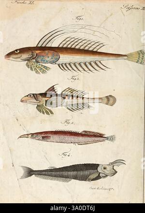 Porte-feuille Instruktif et amusant pour la jeunesse, à Vienne, Chez Antoine Pichler, 1807, Naturgeschichte, Juvenile Works, Woods Hole, zeigt diese Illustration eine Vielzahl von Fischarten, die alle sorgfältig mit komplizierten Details dargestellt sind. Der obere Teil zeigt einen langen, schlanken Fisch, der sich durch seine markante Flossenstruktur und leuchtende Farben auszeichnet, während der zweite Fisch einen kompakteren Körper mit einzigartigen Markierungen und einer verlängerten Rückenflosse zeigt. Das dritte Exemplar zeigt eine schlanke, längliche Form, die seine stromlinienförmige Form betont, gefolgt von einem vierten Fisch, der einen markanten Raub aufweist Stockfoto