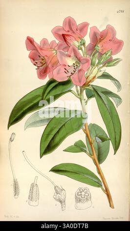 Curtis Botanical Magazine London New York Botanical Zeitschriften Bildwerke Blumen Walter Hood Fitch Rhododendron Zimtblüten Rhododendron Tibet China Nepal Bhutan Sikkim Curtis William Jackson Hooker Sikkim India Himalaya zeigt die Illustration einen zarten Zweig mit leuchtend rosa Blüten mit ausgeprägten lila Markierungen auf den Blütenblättern. Die Blüten sind eingebettet in üppig grüne Blätter, die gestreckt und glänzend sind, was die botanische Ästhetik unterstreicht. Unterhalb der Hauptblüte ist eine detaillierte Untersuchung der Fortpflanzungsstrukturen der Pflanze dargestellt. Dies gilt auch für Einzelpersonen Stockfoto