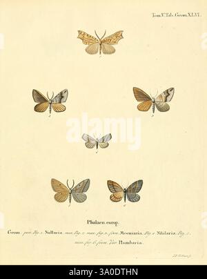 Die Schmetterlinge in Abbildungen nach der Natur Leipzig T.O. Weigel 1829-1839 Schmetterlinge Europa lepidoptera Bildwerke, eine komplizierte Illustration, die eine Vielzahl von Mottenarten zeigt, die alle mit Liebe zum Detail gezeichnet wurden. Die Komposition zeigt fünf unterschiedliche Falter, die zentral angeordnet sind, neben kleineren Darstellungen. Jede Probe ist mit Nummern gekennzeichnet, die wissenschaftlichen Klassifizierungen entsprechen. Die Falter weisen verschiedene Farben und Muster auf, die ihre einzigartigen Eigenschaften und Merkmale hervorheben. Die Abbildung ist mit informativen Beschriftungen eingerahmt, die wahrscheinlich auf die Abbildung hindeuten Stockfoto