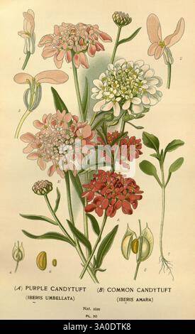 Lieblingsblumen des Gartens und Gewächshauses, London und New York, Frederick warne Co, 1896-97, Frankreich, 19. Jahrhundert, Icônes, Floriculture, Chromolithographie, Pflanzen Zierpflanzen, Rbgenr, Iberis umbellata, Iberis Amara, diese Illustration zeigt zwei verschiedene Sorten von Candytuft, die ihre einzigartigen Eigenschaften deutlich zeigen. Der obere Abschnitt hebt den Purple Candytuft (Iberis umbellata) hervor, der Haufen zarter rosa Blüten zeigt. Unten ist der gewöhnliche Candytuft (Iberis amara) mit weißen und blassrosa Blüten dargestellt, die einen Kontrast zu seinem Gegenstück bilden. Die Detailzeichnungen Stockfoto