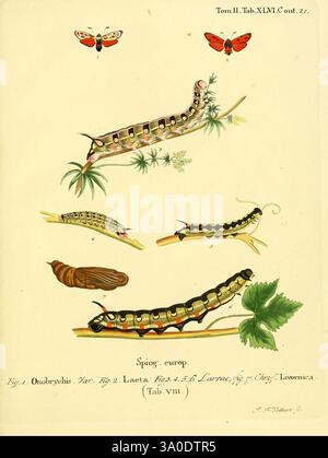 Die Schmetterlinge in Abbildungen nach der Natur, Leipzig, T.O. Weigel, 1829-1839, Schmetterlinge, Europa, Schmetterlinge, Bildwerke, blendende Vielfalt, die Illustration zeigt verschiedene Stufen einer raupe, die zu der Art *Tobychis* gehört. Es gibt verschiedene Formen, einschließlich des Larvenstadiums und Variationen in Färbung und Mustern. Ergänzt wird die Szene durch Darstellungen von Schmetterlingen oben, die auf die bemerkenswerte Verwandlung von raupe zu Schmetterling hinweisen. Die umgebende Vegetation und Details verstärken die naturalistische Umgebung und betonen die Verbindung zwischen den Insekten A Stockfoto